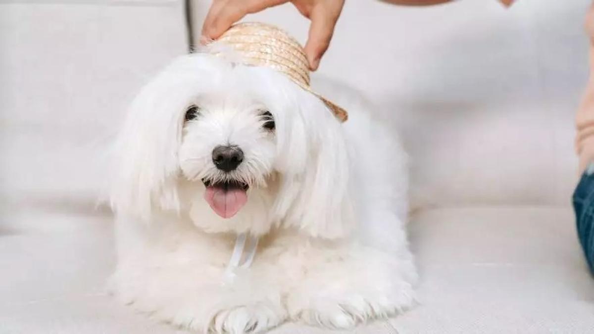 Según un estudio, el bichón maltés es la raza de perro más cariñosa.