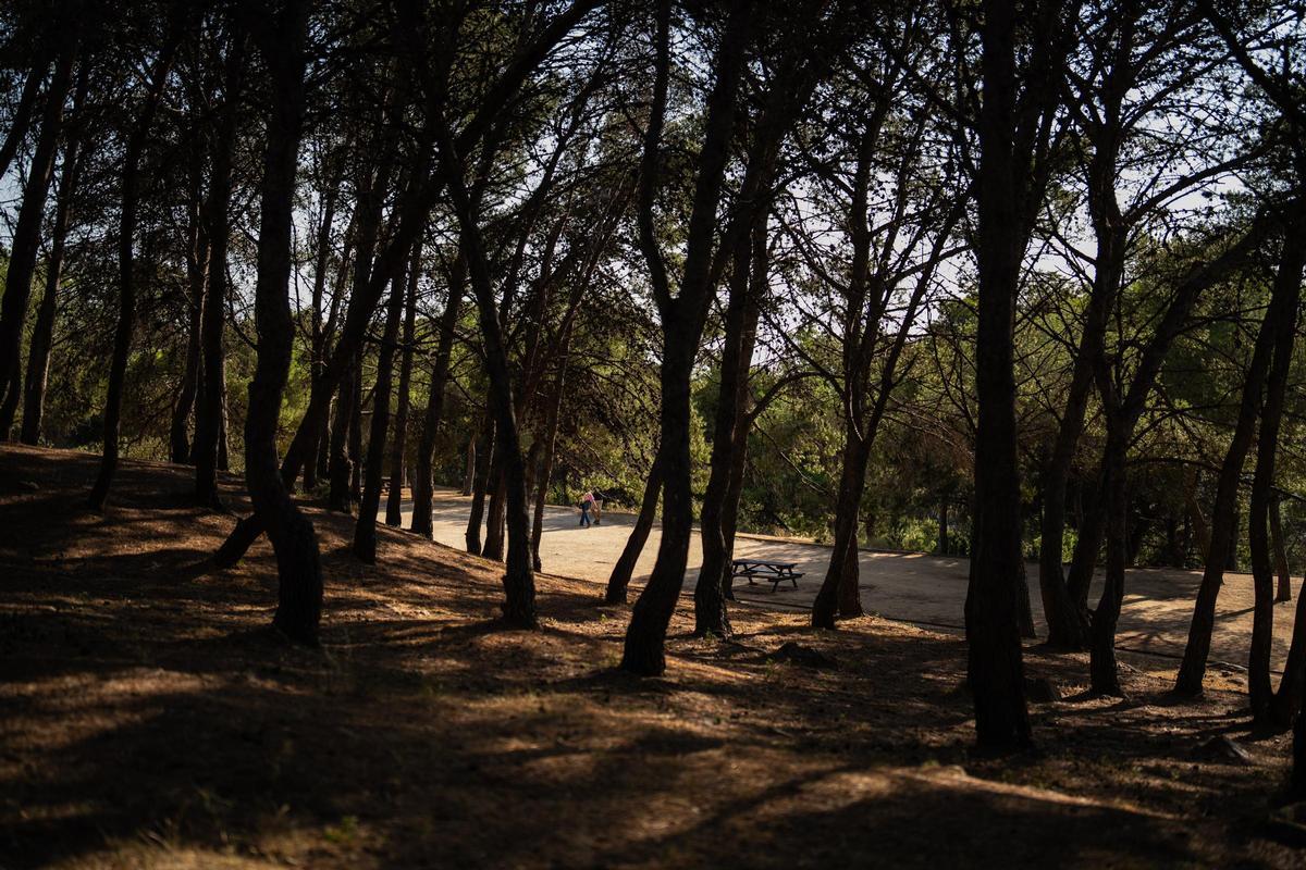 Pinos plantados en 1962.