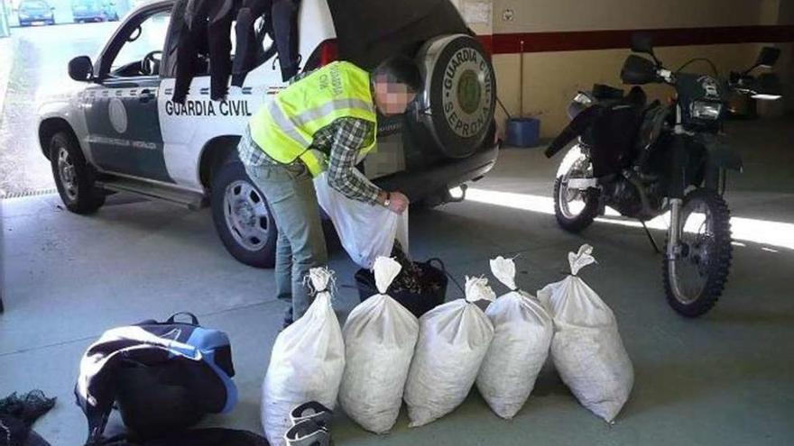 Marisco incautado durante un operativo de la Guardia Civil.