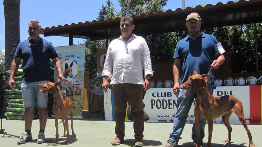 El podenco, protagonista en las Jornadas Cinegéticas