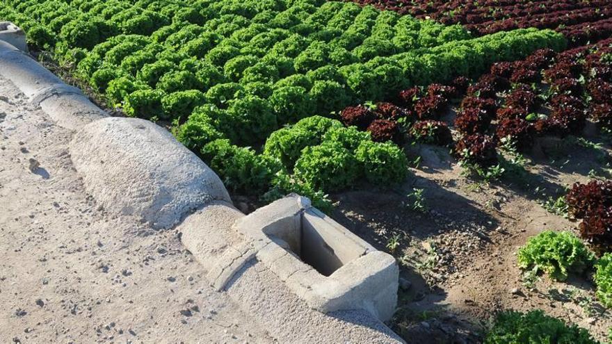 El regadío tradicional debe modernizarse para seguir estando vivo, según el consejero de Agricultura.