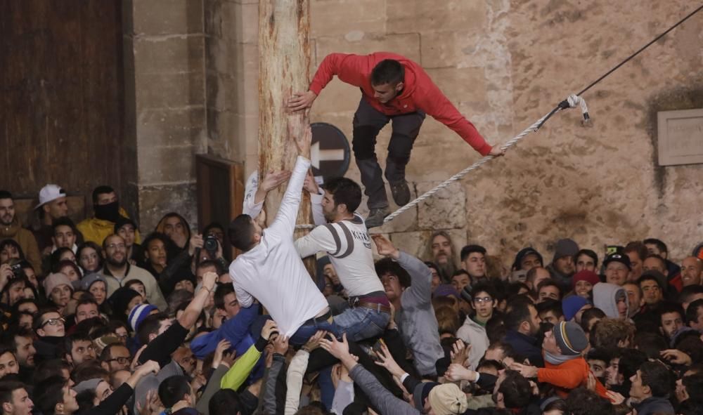 Auch dieser Brauch gehört zu Sant Antoni auf Mallorca: In Pollença wird ein eingeseifter Baumstamm erklommen. Sieger am Dienstag (18.1.) wurde trotz widriger klimatischer Bedingungen Sergi Gómez.