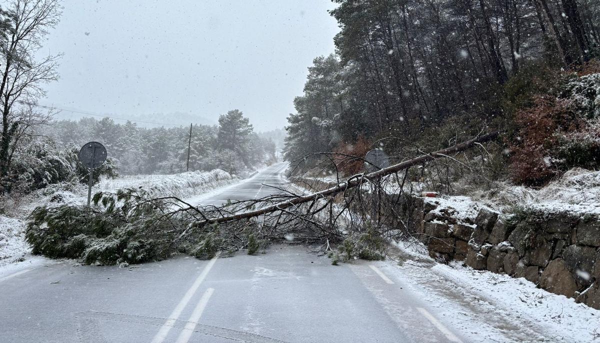 Pi que ha caigut a la carretera  BV-3008 abans de la pujada de Cal Pallarès