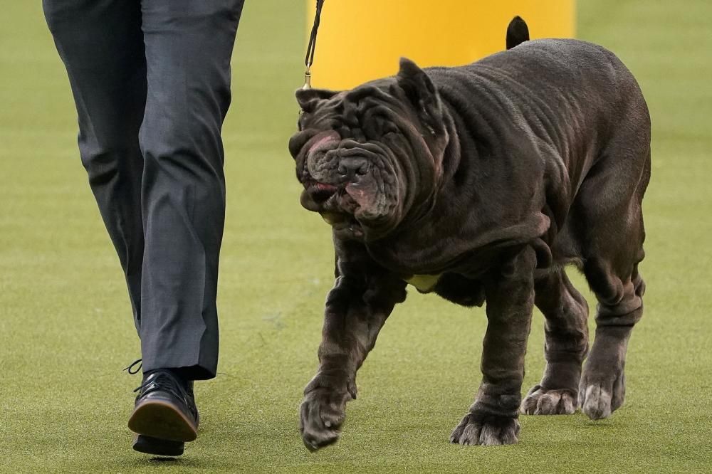 Les millors fotos del concurs de gossos Westminster Kennel Club Dog Show 2020