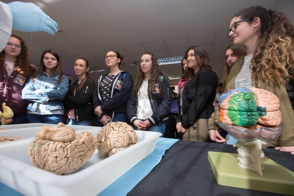 Los investigadores del Instituto de Neurociencias muestran cómo es su trabajo