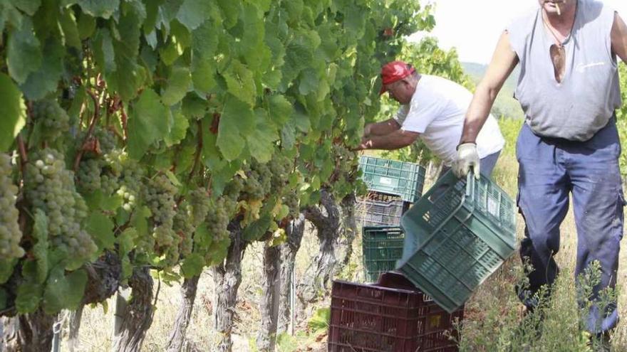 Viñas de la bodega Castro de Lobarzán, ya de vendimia. // Jesús Regal