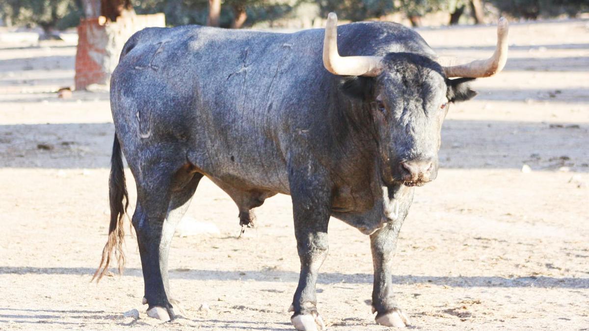 El toro de José Escolar que fue sobrero de Las Ventas, de nombre &quot;Cortinero&quot;