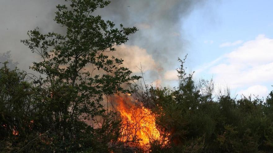 Un incendio en un monte de Dozón