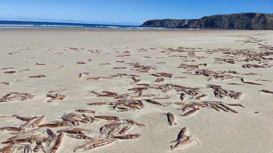 Alerta por la aparición decenas de chipirones  muertos en la playa de Xagó (Gozón)