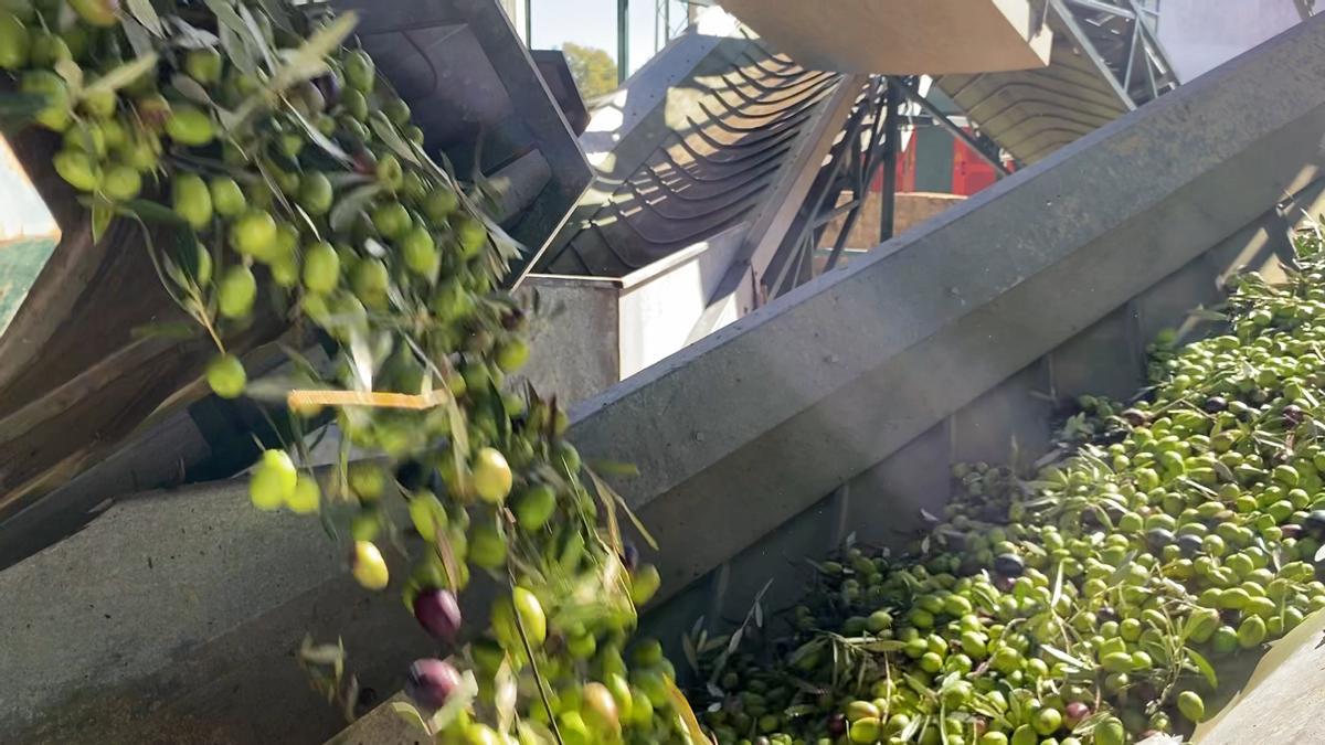 Guadalcanal, el pueblo de la Sierra Norte de Sevilla con olivos centenarios que dan un aceite premiado a nivel mundial
