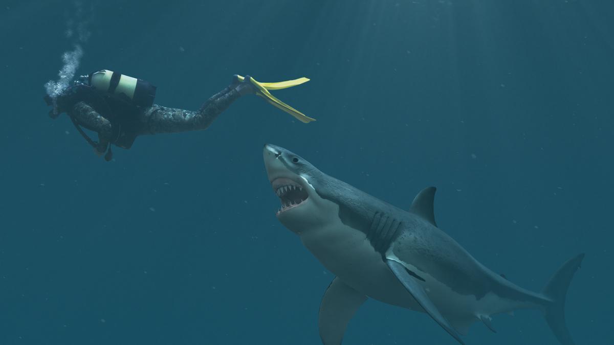 Supervivencia básica: ¿Cómo sobrevivir o ahuyentar a un tiburón?