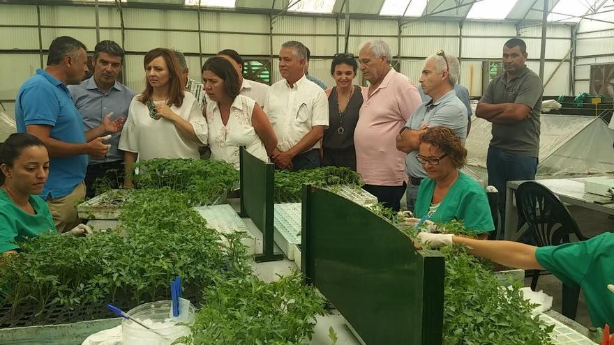 La Aldea muestra su gestión pionera en el tratamiento de residuos vegetales