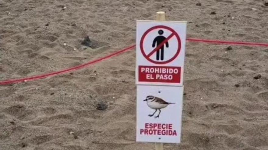 La reproducción del ave chorlitejo patinegro obliga a cancelar los actos de San Juan en Playa Honda