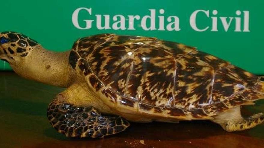 Una tortuga en peligro de extinción, a la venta