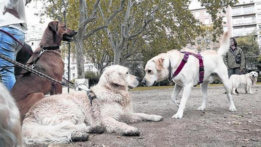 ¿Pueden ir los perros sin correa por el parque?