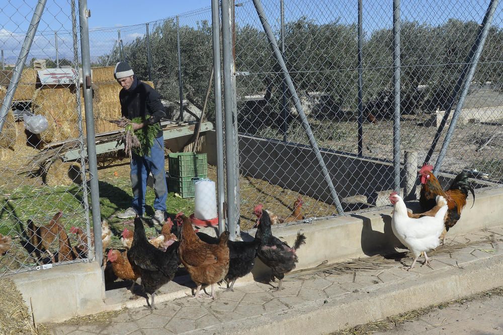 Huertos ecológicos en Elche