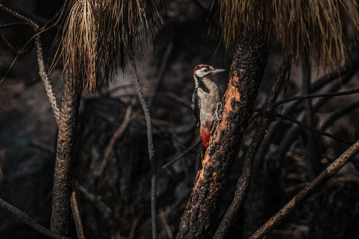 The woodpeckers return to the pine forests of the Forest Crown.