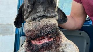 Dos investigados en Gran Canaria por maltratar a un perro presa canario