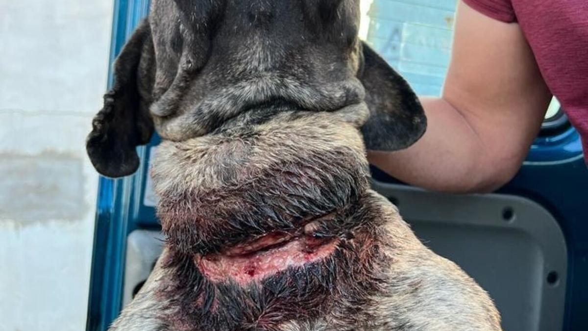 ÚLTIMA HORA: Dos investigados en Gran Canaria por maltratar a un perro  presa canario