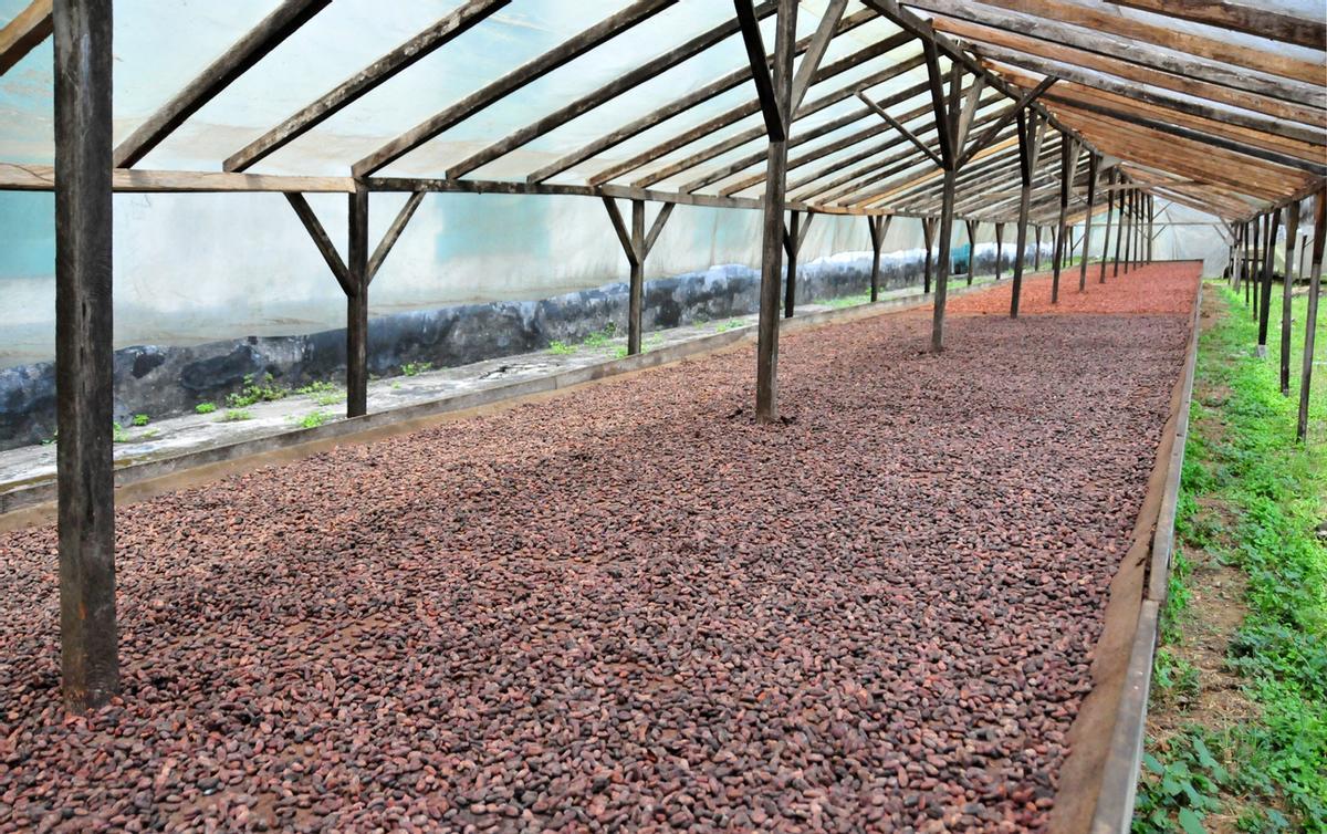 Secado de cacao, Santo Tomé y Príncipe.