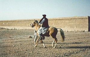 Bin Laden, a cavall.