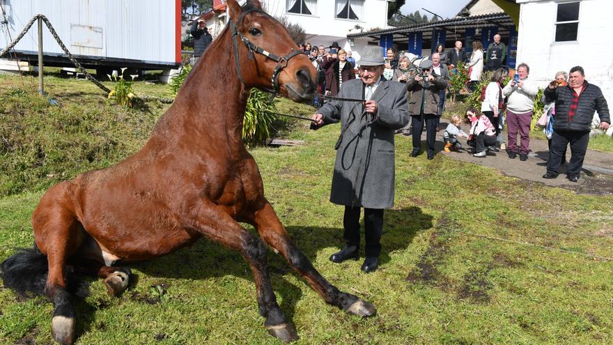 Los cien años del maestro Paco, el encantador de caballos de Miño