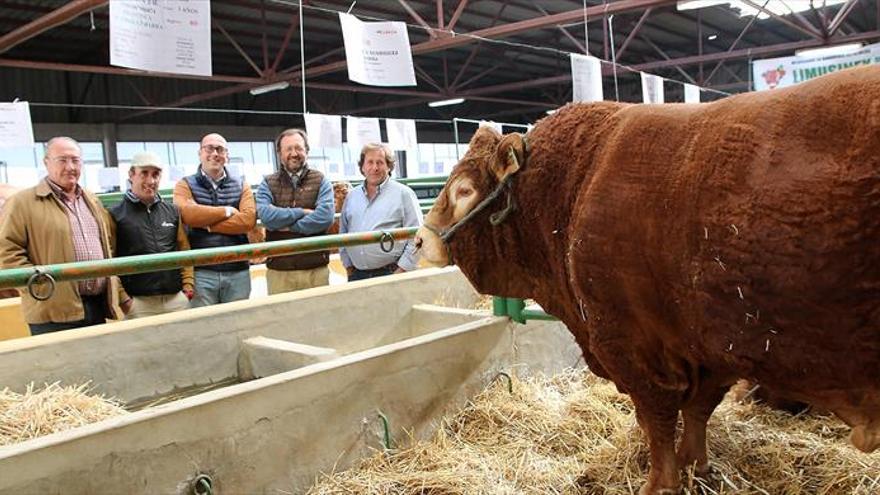 70 cabezas de ganado Limusín hacen gala de su calidad y rendimiento en la feria