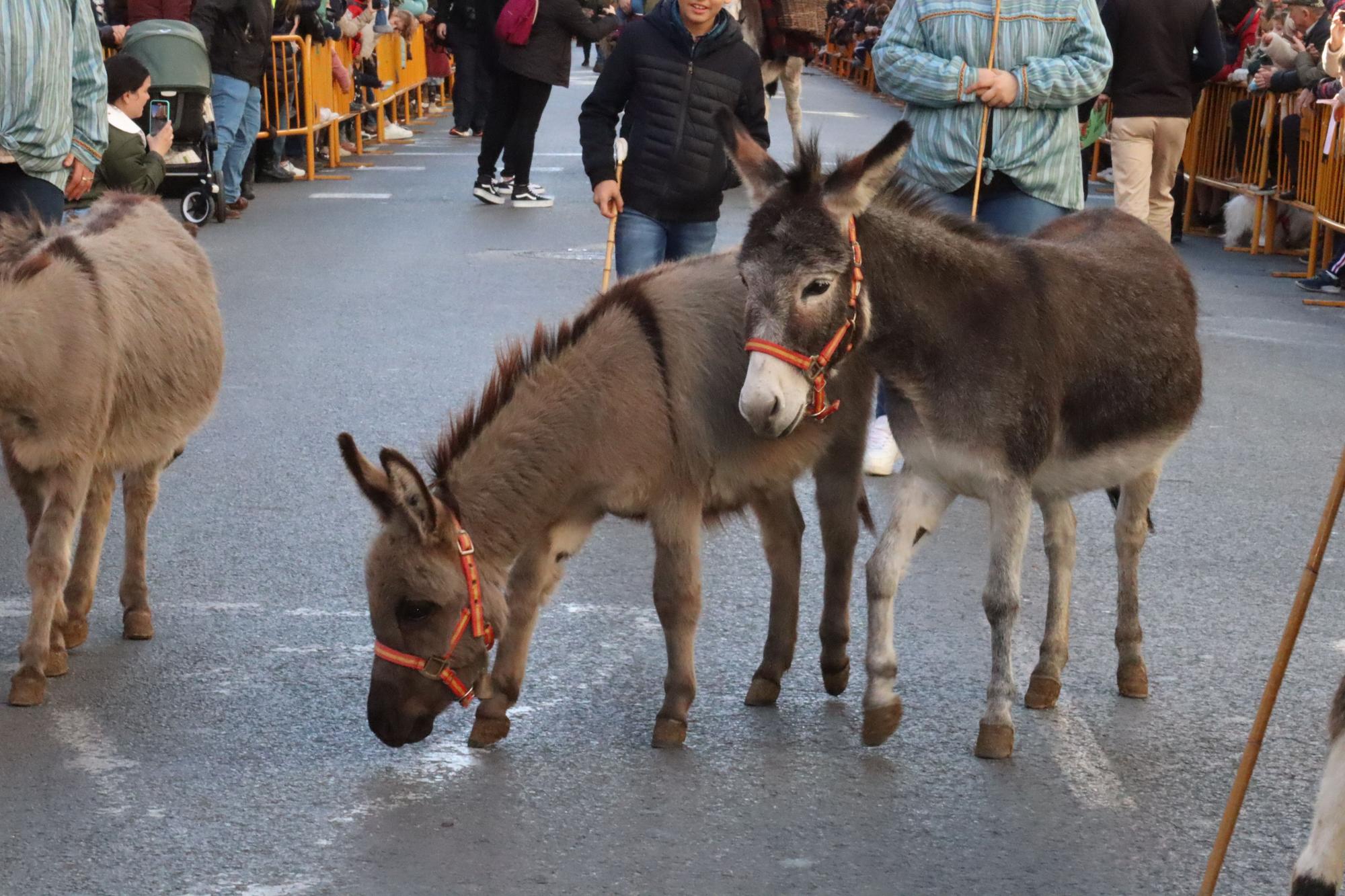 Perros policía y animales de granja completan el desfile de Sant Antoni en València