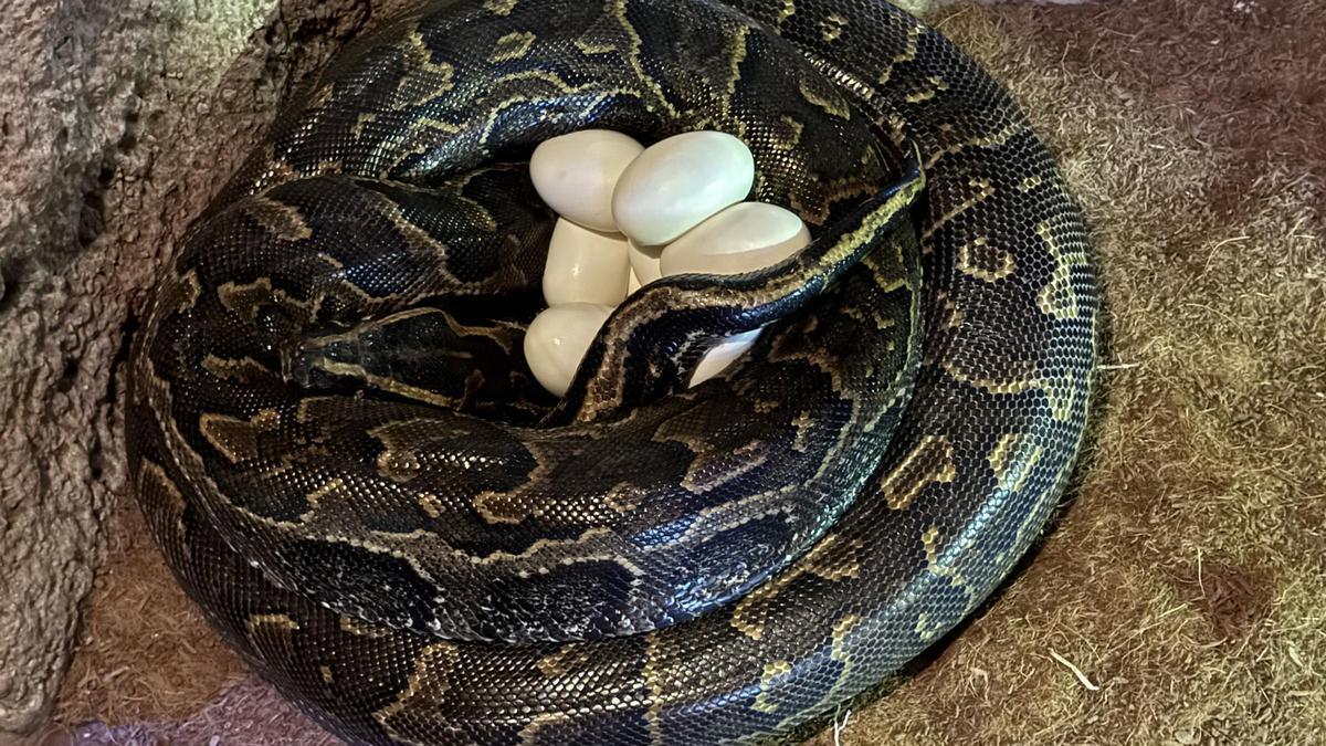 Puesta de huevos de la pitón de Seba en Bioparc Valencia