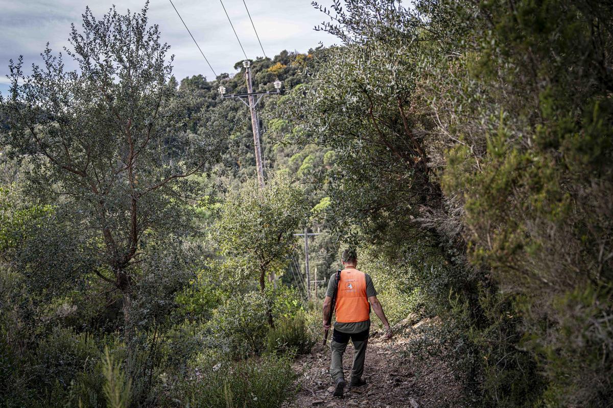 Así funciona una batida de caza en Girona: seguridad, convivencia y control del jabalí