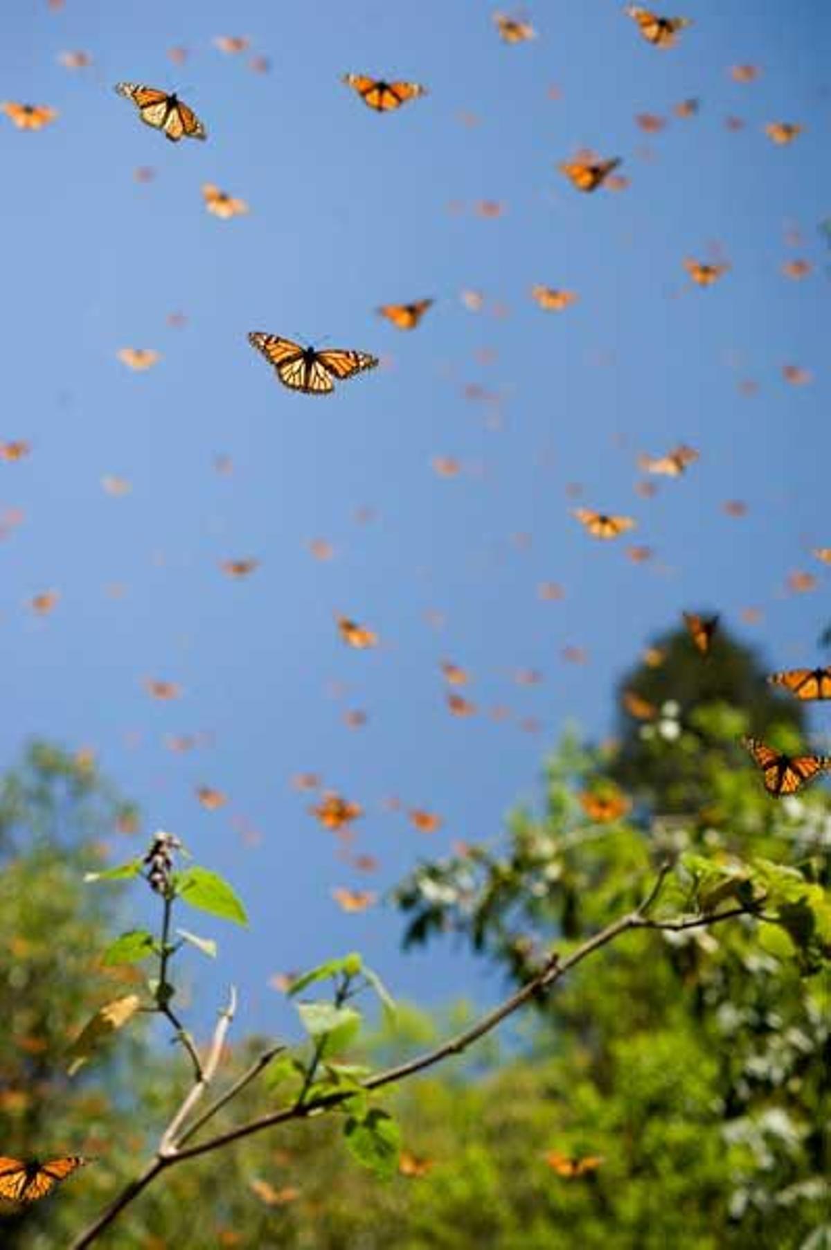Mariposas monarca.