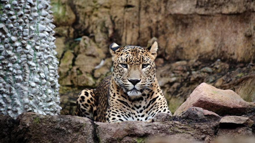 Vive la vida salvaje durante un año en Bioparc Fuengirola de manera muy económica