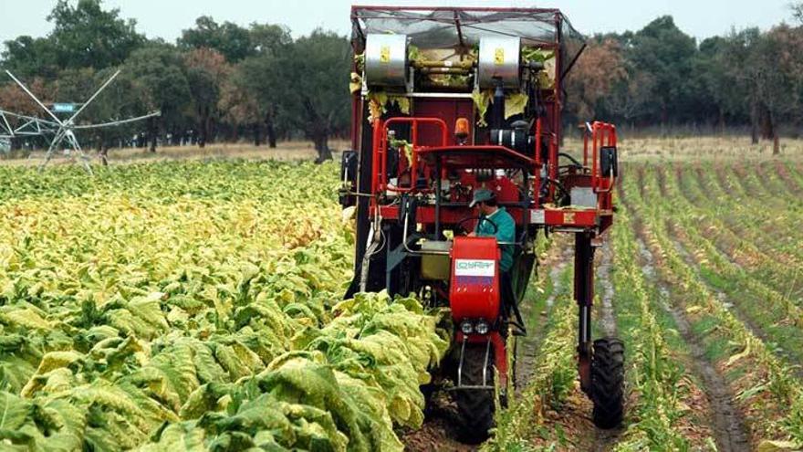 La directiva europea sobre el tabaco destruirá 1.330 empleos en Extremadura