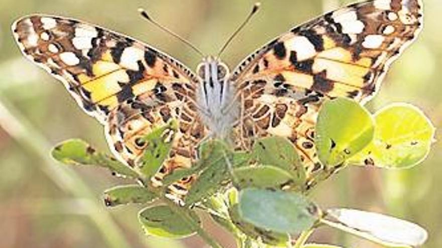 El maratoniano viaje de 4.000 kilómetros de una mariposa