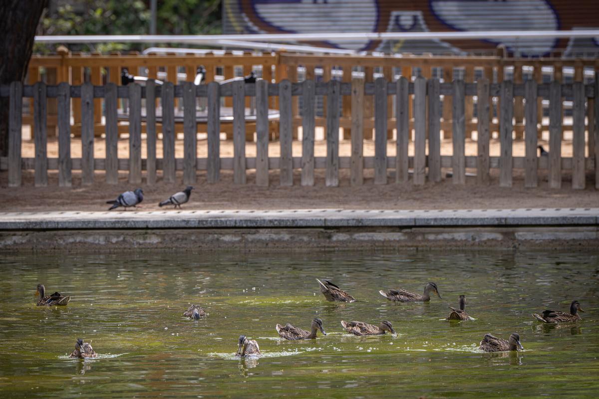 Barcelona 05/04/2026 Barcelona. Patos en los Jardines del Baix Guinardó, donde la población de estas aves se ha reproducido considerablemente en los últimos años. La presencia de los animales fue uno de los argumentos expuestos por los vecinos para oponerse al proyecto del mercado provisional del Guinardó. Palabras clave: Jardines del Baix Guinardó, patos, fauna urbana, aves, estanque, naturaleza urbana, Guinardó, mercado provisional, vecinos, protesta vecinal, biodiversidad, animales, espacio verde, barrio del Guinardó, Barcelona, medio ambiente, reproducción de aves, vida urbana, parque, ecología urbana. AUTOR: MANU MITRU