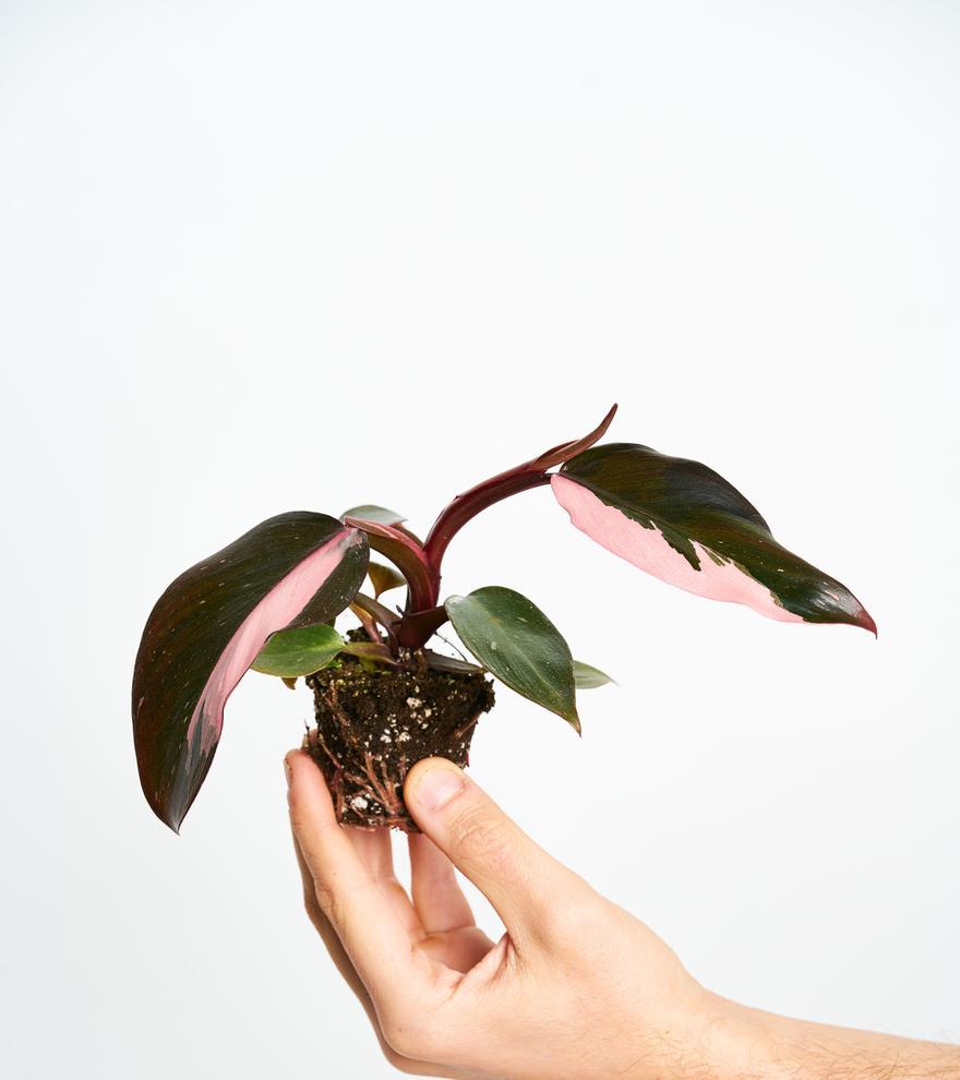 Philodendron Pink Princess miniplanta