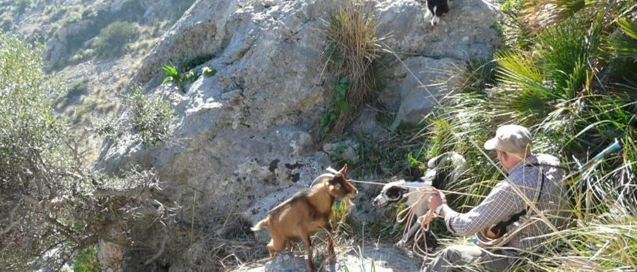 Imagen de una cacería de Boc mallorquín en las montañas de la Serra de Tramuntana.