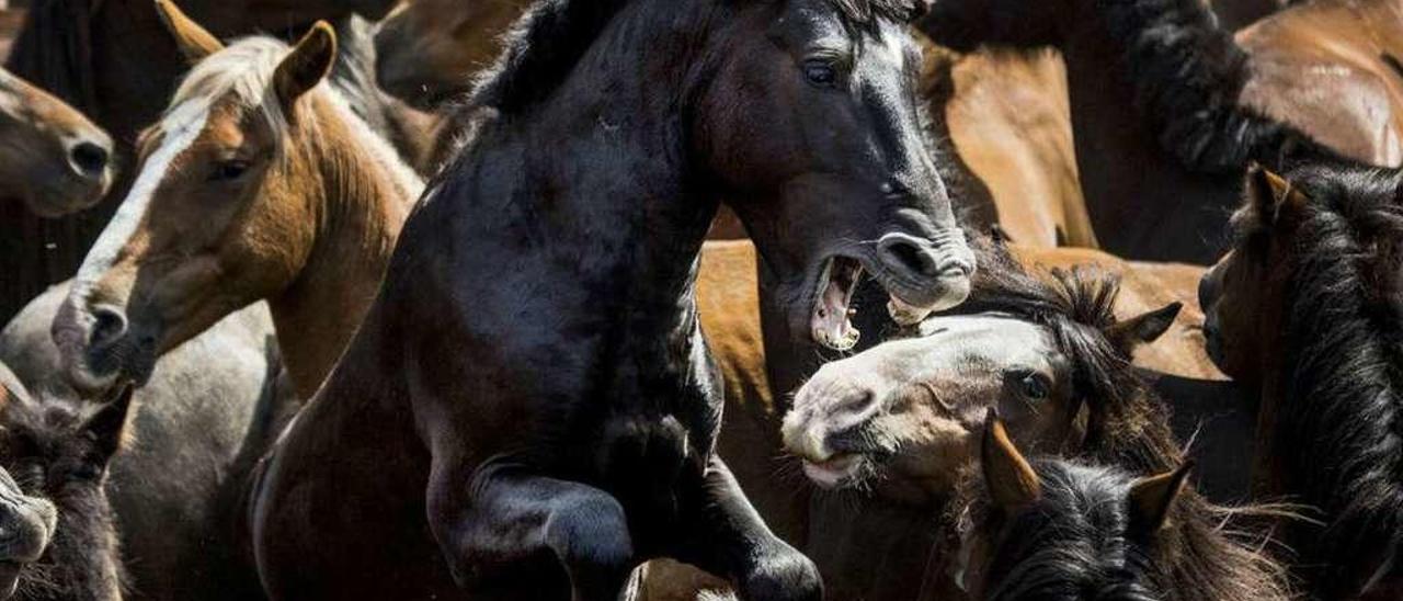 Imagen de la fotografía finalista en el Smithsonian Photo Contest. // Javier Arcenillas