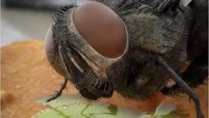 Esto hacen las moscas cuando aterrizan en tu comida