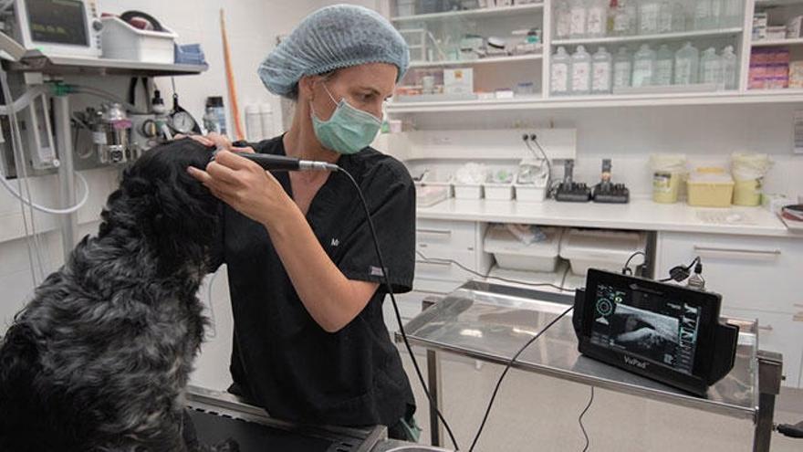 Mar Fortuny, del servicio de oftalmología del Hospital Veterinari Canis.