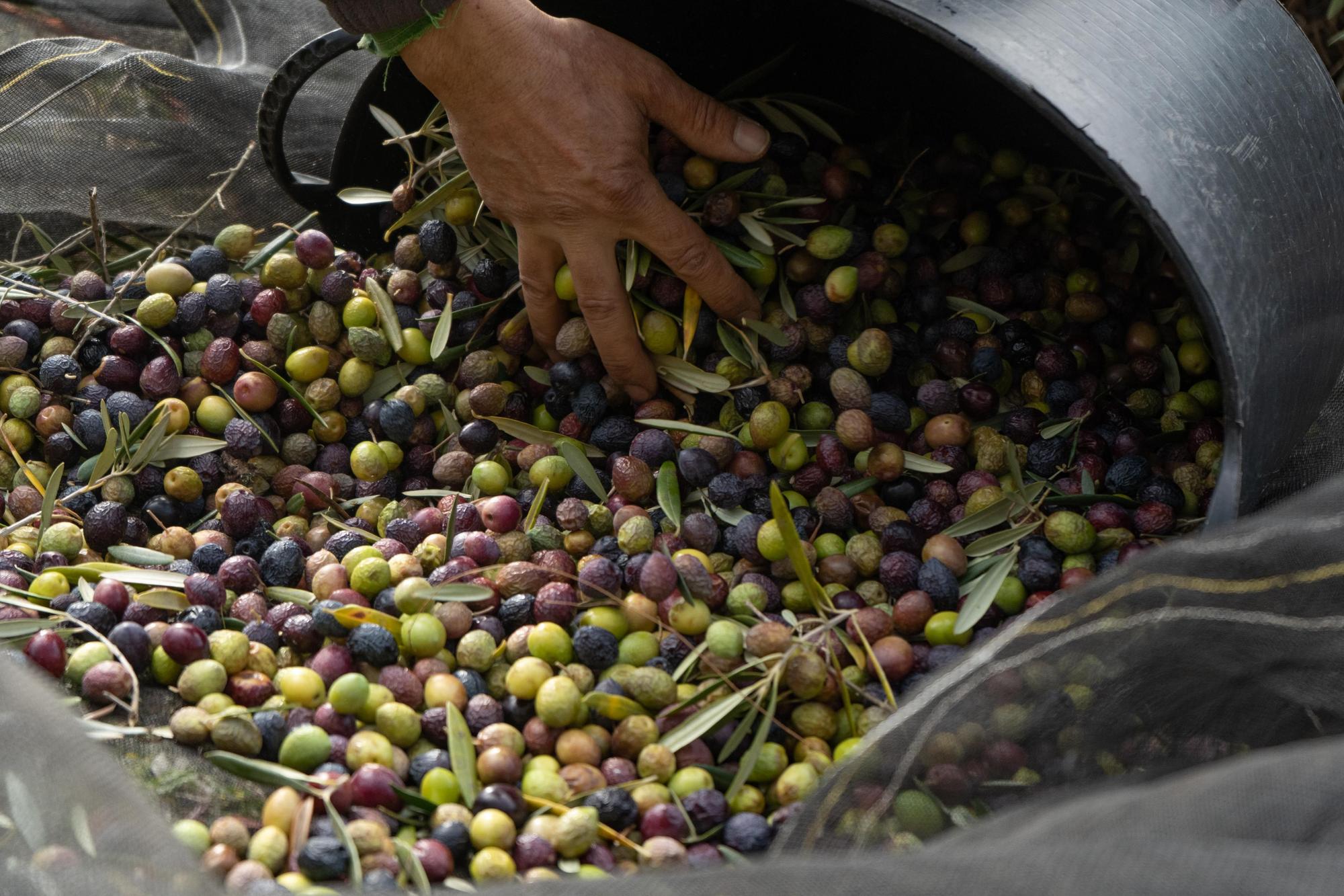 GALERÍA | Recogida de la aceituna en Fermoselle