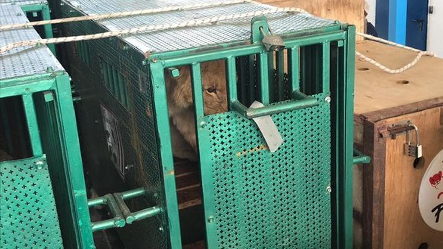 Evacúan a los animales del Zoológico de Gaza hacia Jordania por falta de recursos