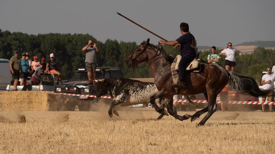 GALERÍA | Encierro campero en Moraleja