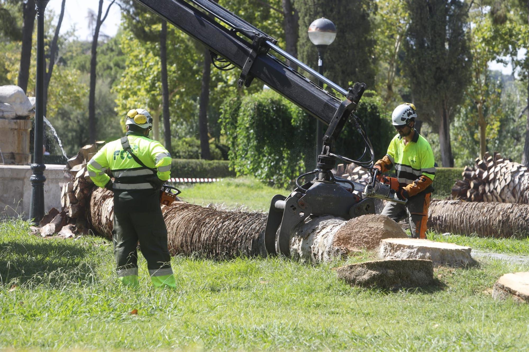 Adiós a 5 palmeras en el Parque Labordeta de Zaragoza