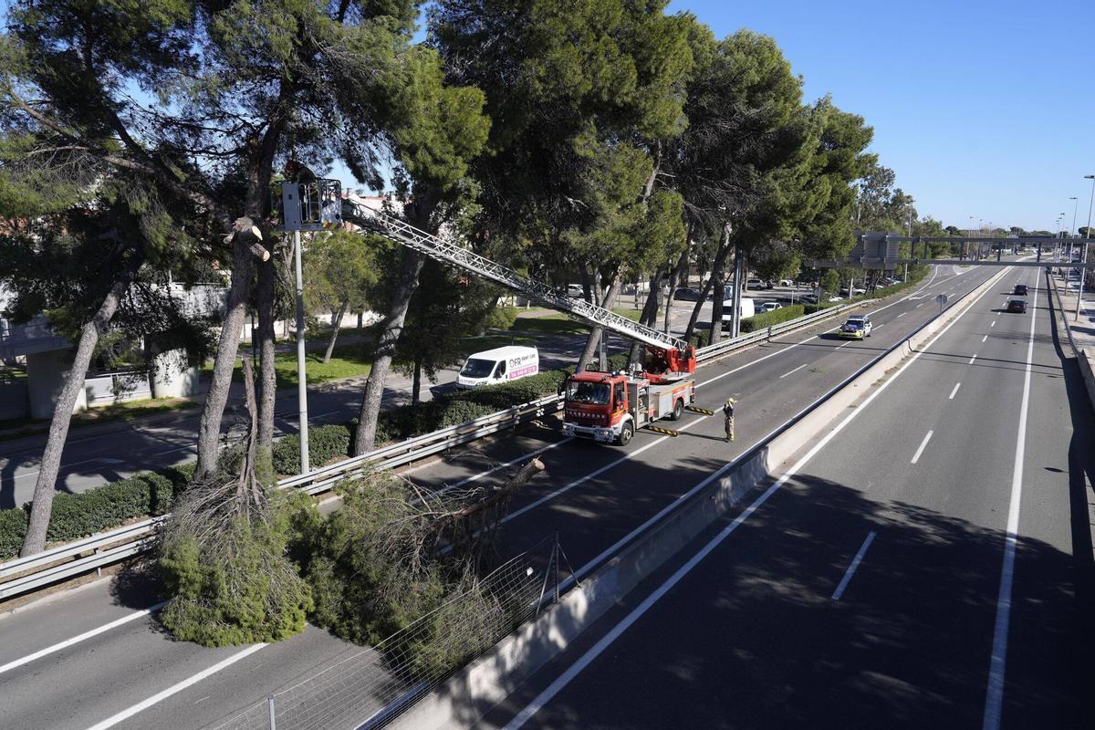 Intervención de los bomberos en la C-31 en Castelldefels, cortada en dirección sur por la caída de un árbol durante la borrasca Nils