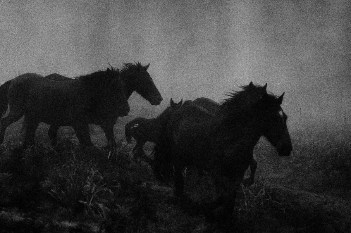 Caballos salvajes en un monte gallego. Imagen del libro de Pedro Coll.
