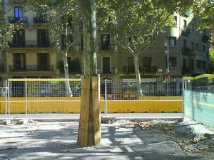 El ciment asfixia el plàtan. Conec la idea que té l’Ajuntament de Barcelona sobre l’ecologia i la sostenibilitat: prefereix un arbre de plàstic (reciclable, és clar) a un de real. Per tant, preveig un futur incert per als magnífics plàtans del tram del passeig de Sant Joan entre l’Arc de Triomf i la plaça de Tetuan. Segons el projecte de l’obra de reforma de les voreres, el subsòl està segellat, de manera que el ciment envaeix el peu de l’arbre, sense deixar espai per a la humitat i l’oxigen.