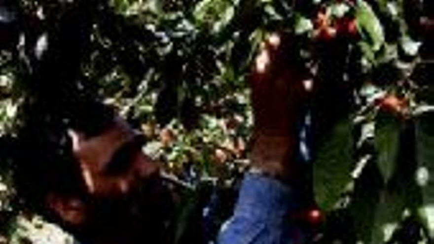 El sector de la fruta alerta de la caída de los precios