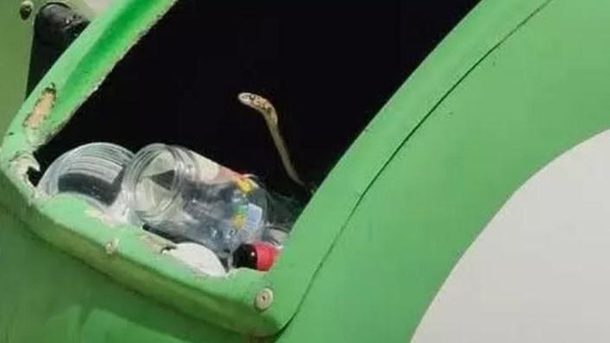 El &quot;Frank de la Jungla&quot; valenciano: intenta capturar una serpiente en mitad de la calle