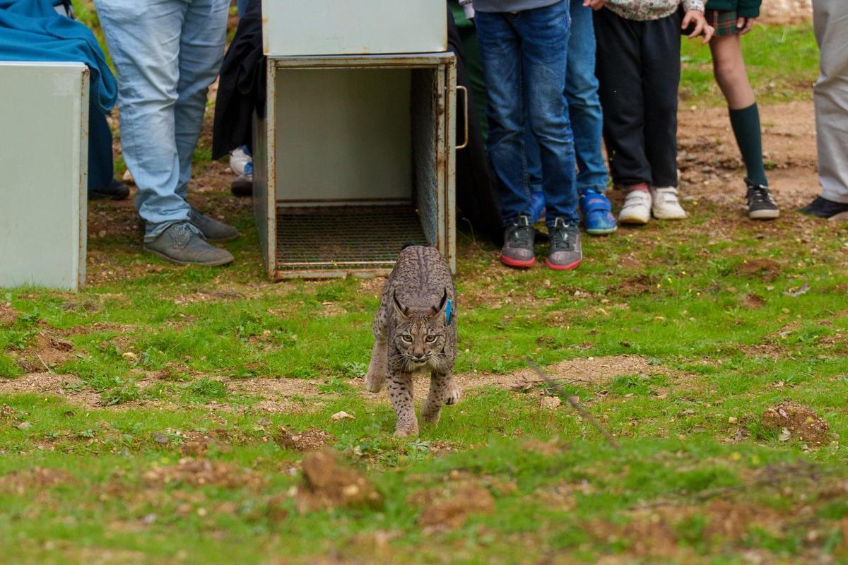 Linces ibéricos liberados en Lora del Río.